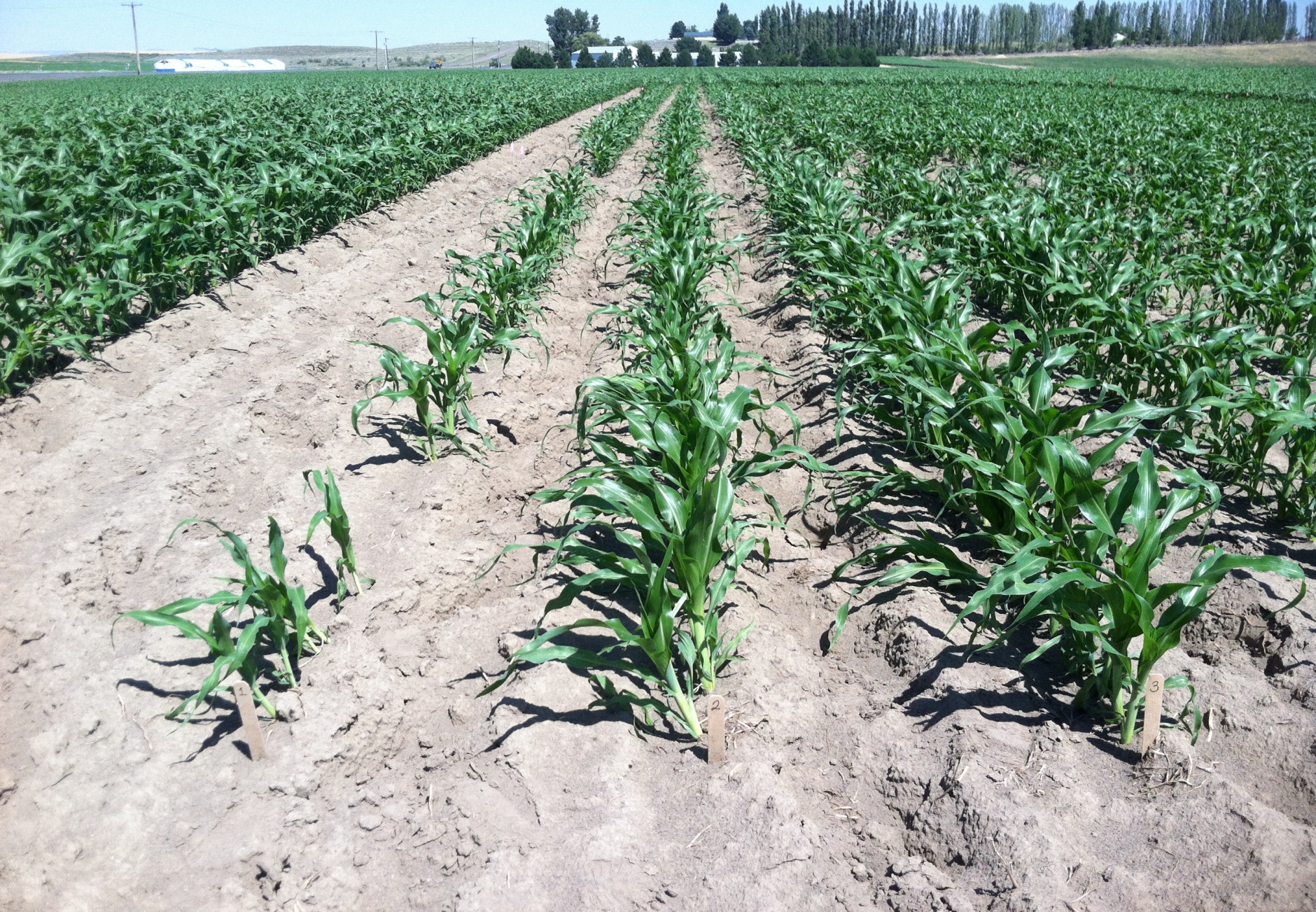 Figure 2.  Sweet corn plots showing a range in seedling vigor.  Plots planted using non-treated seed (Treatment 1) and standard treatments (Treatment 2 and 3) are shown from left to right.  WA-2 location, 25 days after planting.